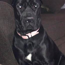 Cane Corso from Western Block Kennels