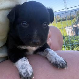 Batman - Black and white male Border Collie puppy in North Lakeport, California from Wild Rose Ranch