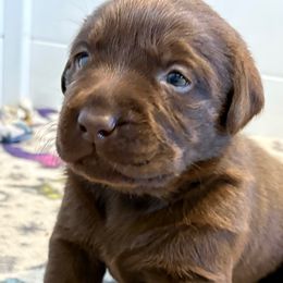 Shirley - Chocolate female Labrador Retriever puppy in Turner, Maine from Bear Pond Retrievers