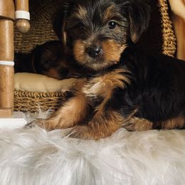 Yorkshire Terrier Puppies from Yuppie Yorkies