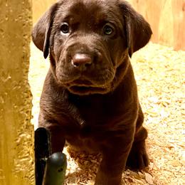 Ryder Jr - Chocolate Labrador Retriever puppy in Sandpoint, Idaho from Allen Sunnyside AKC Labs