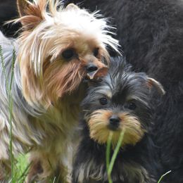 Sasha - Yorkshire Terrier