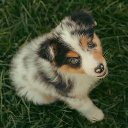 Orion - Blue merle male Australian Shepherd puppy in Cotati, California from Tried and True Aussies