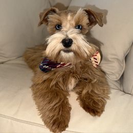 Lucy - Miniature Schnauzer