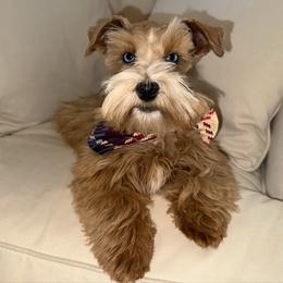 Lucy - Miniature Schnauzer