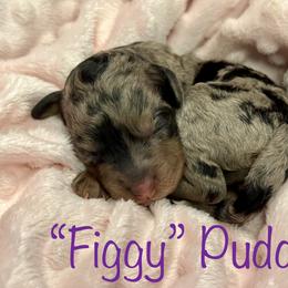 Figgy - Goldendoodle puppy in Cameron, South Carolina from The Farmer and The Doods