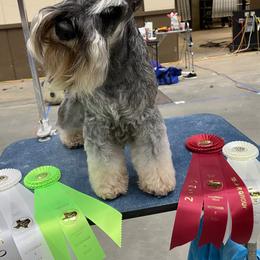 Miniature Schnauzer All Grown Up from Southcross Miniature Schnauzers