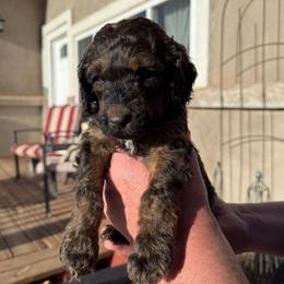 Moose - green collar - Sable male Poodle puppy in Peyton, Colorado from Fuzzybottoms Ranch LLC