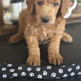 Tundra - Red  male Poodle puppy in Mount Vernon, Illinois from AMC Poodles