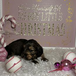 Red - Red male Dachshund puppy in Crestview, Florida from Neverending Dachies