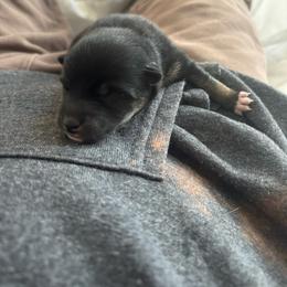 Radon - Black and tan male Shiba Inu puppy in Truckee, California from Mountain Air Shibas