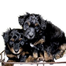 Aussiedoodle Puppies from Aussie Paws