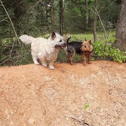 Australian Terrier and Cairn Terrier All Grown Up from Cedar Forrest Terriers LLC (Cairns & Australian Terriers)