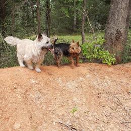 Australian Terrier and Cairn Terrier All Grown Up from Cedar Forrest Terriers LLC (Cairns & Australian Terriers)