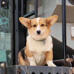 American Corgis from KC’s Corgis