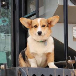 American Corgis from KC’s Corgis