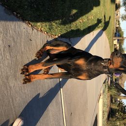 Doberman Pinschers from Odremans Dobermans