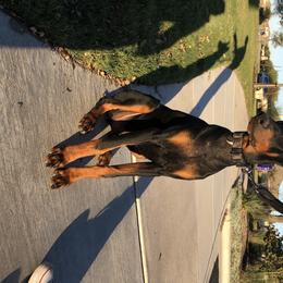 Doberman Pinschers from Odremans Dobermans