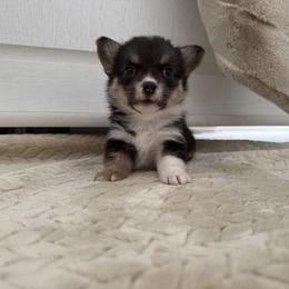 Pixie - Black and tan female American Corgi puppy in Decatur, Texas from Bar S Corgis