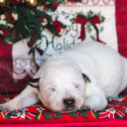 Ember (ASDR) - Blue speckled female Australian Cattle Dog puppy in Marana, Arizona from Impact 3rd Australian Cattle Dogs