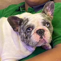 Lola - French Bulldog