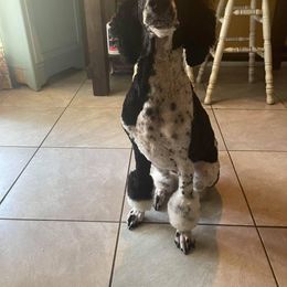 Goldendoodle and Poodle All Grown Up from Rainbow Poodles and Doodles of Oklahoma