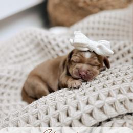 Stewardess - Caramel female Australian Labradoodle puppy in Syracuse, Indiana from The Doodle Cove