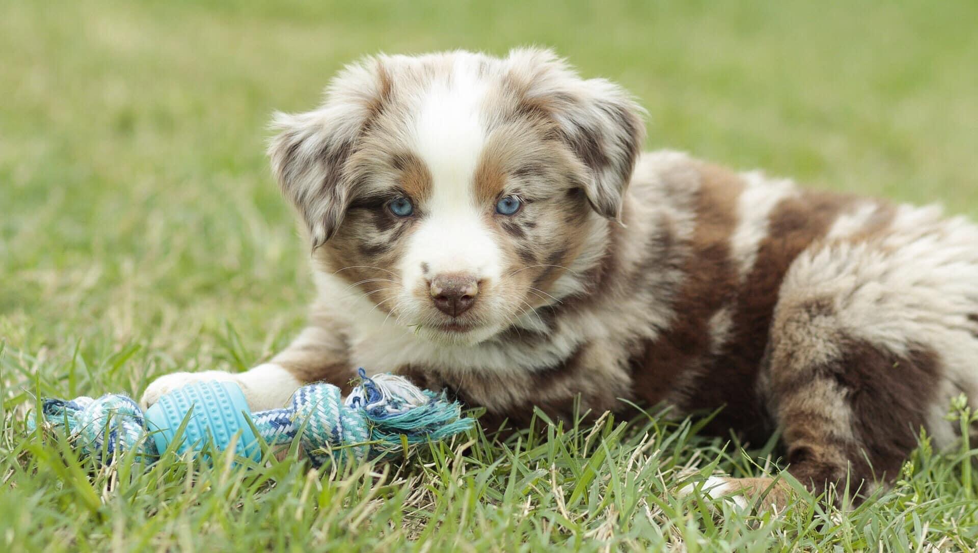 Rocking AW Aussies in Oklahoma Miniature Australian Shepherd puppies