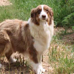 Juniper - Australian Shepherd
