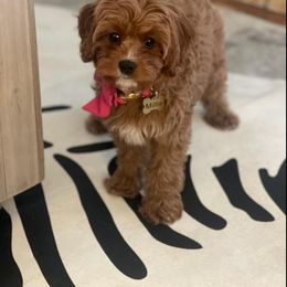 Assorted Doodle Crosses, Cavapoo, Cockapoo, and Poodle Puppies from Doodles by Tatum