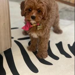 Assorted Doodle Crosses, Cavapoo, Cockapoo, and Poodle Puppies from Doodles by Tatum