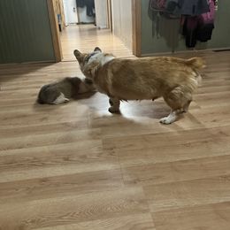 Pembroke Welsh Corgi All Grown Up from Newton Hay & Cattle