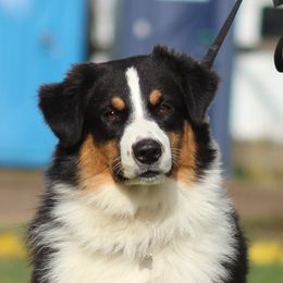 Shasta - Australian Shepherd