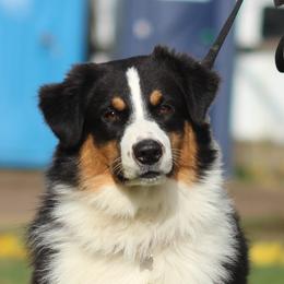 Shasta - Australian Shepherd