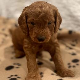 Cedar - Red  male Goldendoodle puppy in Beaverton, Oregon from Mini Goldendoodles