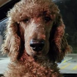 Lake - Poodle