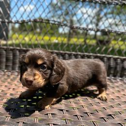 Hershey - Chocolate and tan male Dachshund puppy in Stilwell, Oklahoma from Mountain Top Dachshunds
