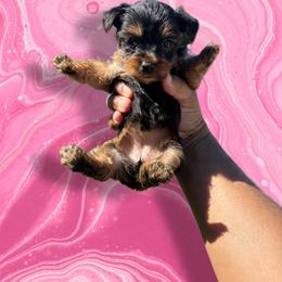 Pink - Black and tan female Yorkshire Terrier puppy in Pomona, California from Lunio's Yorkies