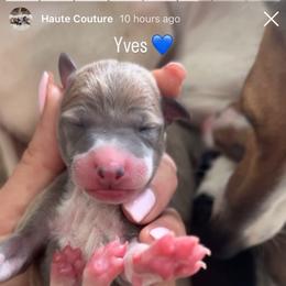 Yves - White and blue fawn male Italian Greyhound puppy in Southwest Florida, Florida from Woofford Italian Greyhounds