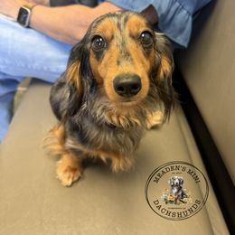 Tess - Dachshund
