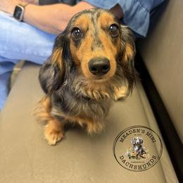 Tess - Dachshund