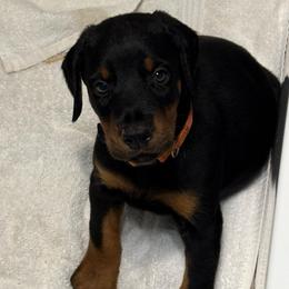 Orange Collar - Black and rust male Doberman Pinscher puppy in Lake City, Florida from Paintedcrazy Doberman Pinchers