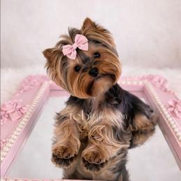 Haven - Yorkshire Terrier