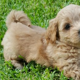 Havanese from Lakeside Havanese