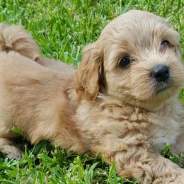 Havanese from Lakeside Havanese