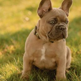 French Bulldogs from Frenchie Bulldog Kisses
