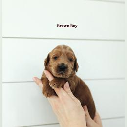 Brown Boy - Apricot male Goldendoodle puppy in Rio Linda, California from GoldendoodlePaw