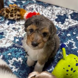 Oreo - Blue merle male Aussiedoodle puppy in Heber City, Utah from Junipersdoodles