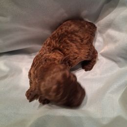 Chestnut - Brown male Poodle puppy in Hillsborough, North Carolina from Peggy's Poodle Pups