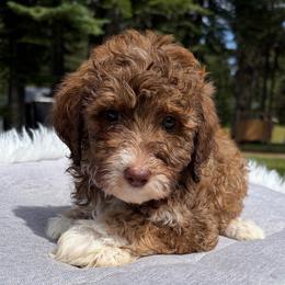 Cinnamon - Sable female Aussiedoodle puppy in Clarkston, Washington from Doodle & Poodle Palace